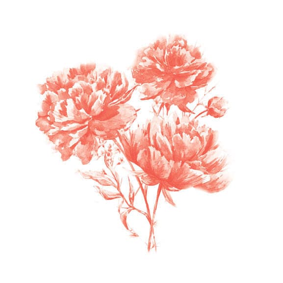 Set Carnation Flowers Stock Illustration - Download Image Now - Carnation -  Flower, Flower, Gypsophila - iStock