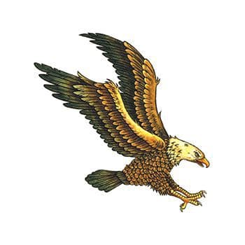 Pandion, Weymouth, Osprey, old School tattoo, accipitriformes, tattoo  Artist, bald Eagle, hawk, Falcon, galliformes | Anyrgb