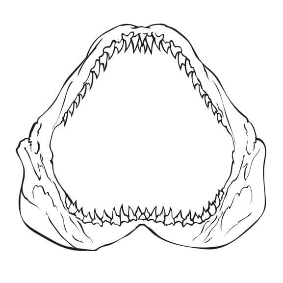 Shark Jaw Temporary Tattoo